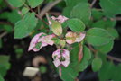 vignette Fuchsia excorticata (mutation ?)