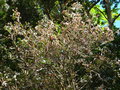 vignette Luma apiculata (attaque de Trips )