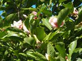 vignette Magnolia x  'Heaven Scent' , ( Magnoliaceae ) ,