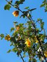 vignette Fremontodendron californicum