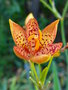 vignette Belamcanda sinensis = Iris domestica