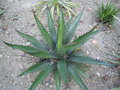 vignette Agave gentryi 'Jaws'
