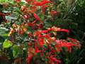 vignette Salvia regla - Sauge rouge des montagnes