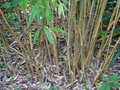 vignette Phyllostachys bambusoides 'Castellonis'
