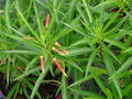 vignette Lobelia laxiflora var.angustifolia