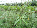 vignette Hoheria angustifolia 'Borde Hill'