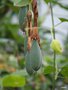 vignette Passiflora tripartita var. mollissima ,