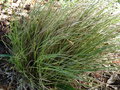 vignette Carex brunea 'Variegata'