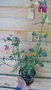 vignette Salvia buchananii