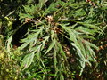 vignette Quercus sp 'Laciniata' - Chne lacini