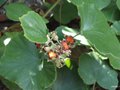 vignette Rubus henryi × tricolor
