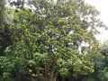 vignette Magnolia grandiflora 'Treyviensis'