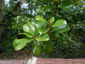 vignette Magnolia grandiflora 'Treyviensis'