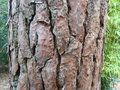 vignette Pinus nigra var. corsicana - Pin laricio