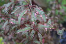 vignette Prunus cerasifera 'Harlequin'