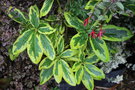 vignette Rhododendron 'Red and Gold'
