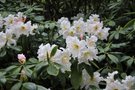 vignette Rhododendron fortunei ssp. discolor
