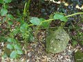 vignette Coriaria ruscifolia