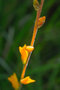 vignette Dyckia remotiflora