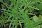 vignette Mentha longifolia ssp. capensis