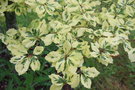 vignette Fagus sylvatica 'Albovariegata'