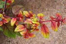 vignette Fuchsia 'Autumnale'