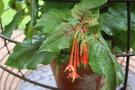 vignette Fuchsia 'Rubra Grandiflora'