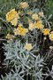 vignette Helichrysum italicum