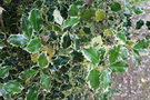 vignette Ilex aquifolium 'Argentea Marginata'
