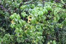 vignette Prunus laurocerasus 'Camelliifolia'