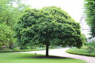 vignette Acer platanoides 'Globosum'
