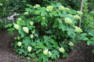 vignette Hydrangea quercifolia 'Harmony'