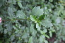vignette Viburnum parvifolium
