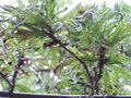 vignette Quercus robur 'Irtha'