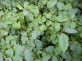 vignette Fothergilla gardenii 'Blue Mist'