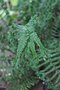 vignette Dryopteris affinis 'Cristata'