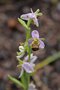 vignette Ophrys apifera