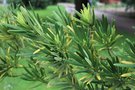 vignette Podocarpus macrophyllus