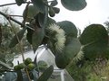 vignette 0-Eucalyptus  pulverulenta