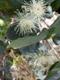 vignette 0-Eucalyptus  pulverulenta