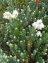 vignette 0-Erica cinerea , (ericaceae) , bruyre cendre, Europe
