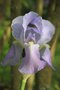 vignette Iris pallida ssp. pallida