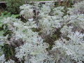 vignette Artemisia arborescens