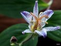 vignette Tricyrtis formosana v. grandiflora Long-Jen Violet RWJ10095