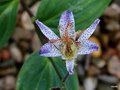 vignette Tricyrtis formosana v. grandiflora Long-Jen Violet RWJ10095