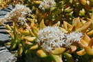 vignette Sedum adolphi