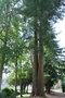 vignette Sequoia sempervirens   (Chteau de Courtanvaux, Bess sur Braye, Sarthe)
