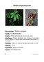 vignette Akebia longeracemosa / Lardizabalaces / Chine