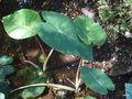 vignette Colocasia esculenta 'Pink China'