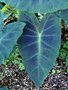 vignette Colocasia esculenta var. antiquorum Illustris